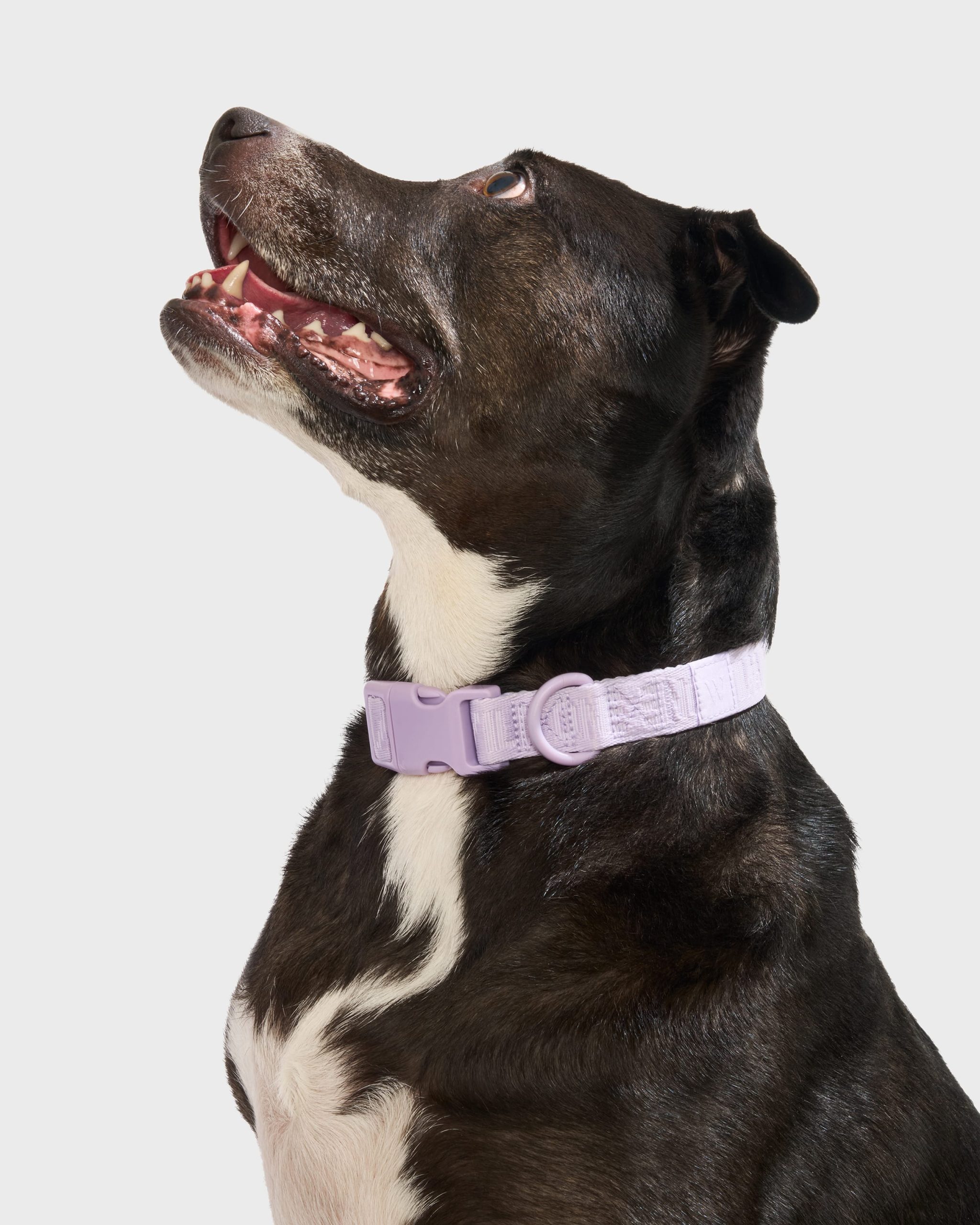 WO_VM_AirCollar_Lilac_L_Dog_PDP_02_4x5_Web_09d07b71-cc17-4ac2-b47c-aea2fe709e94.jpg