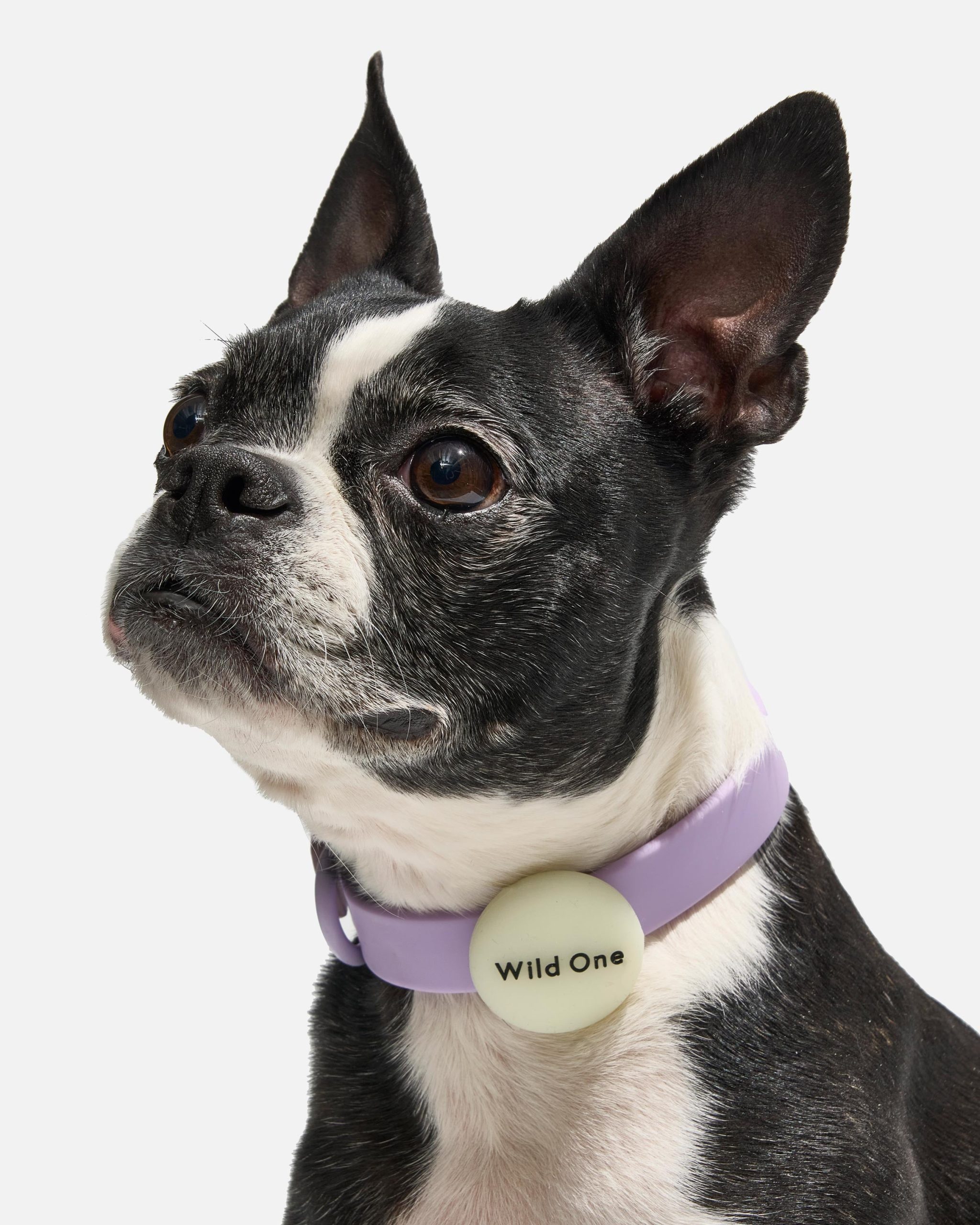 WO_VM_AirtagHolder_Collar_Lilac_OnDog_PDP_01_4x5_Web_679eeea3-bdd7-4206-954e-2b09ef6c0cda.jpg