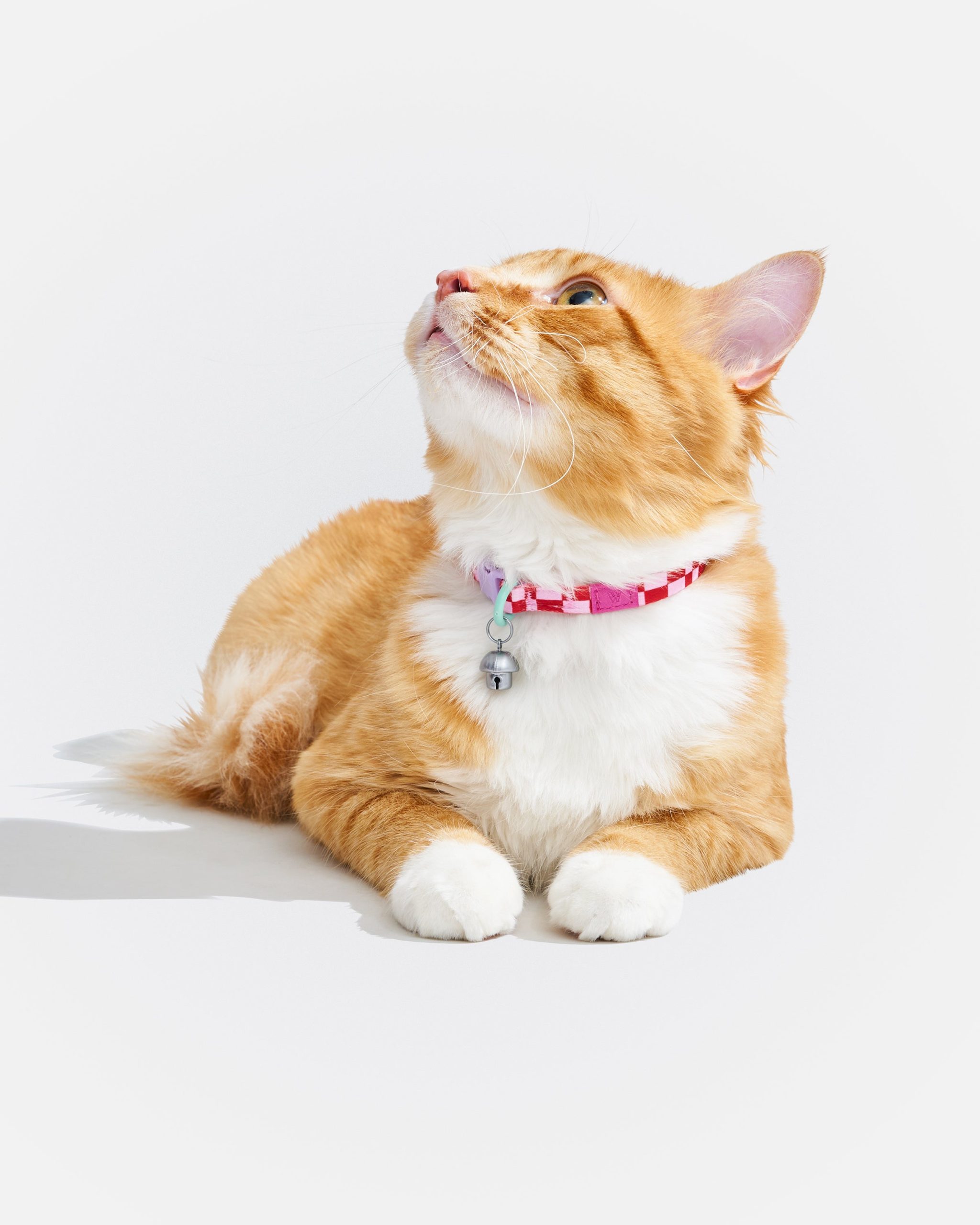 WO_VM_Cat_BreakawayCollar_Bubblegum_OnCat_PDP_04_4x5_Web.jpg