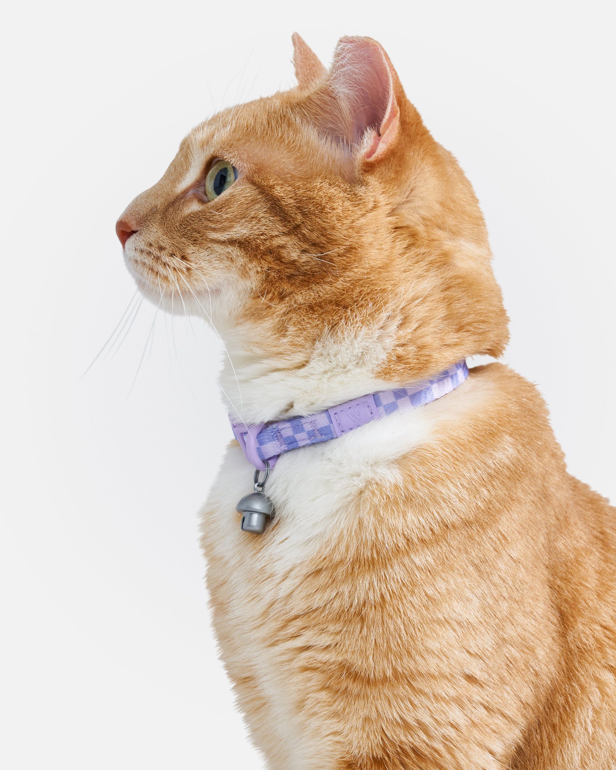 WO_VM_Cat_BreakawayCollar_Lilac_OnCat_PDP_02_4x5_Web.jpg