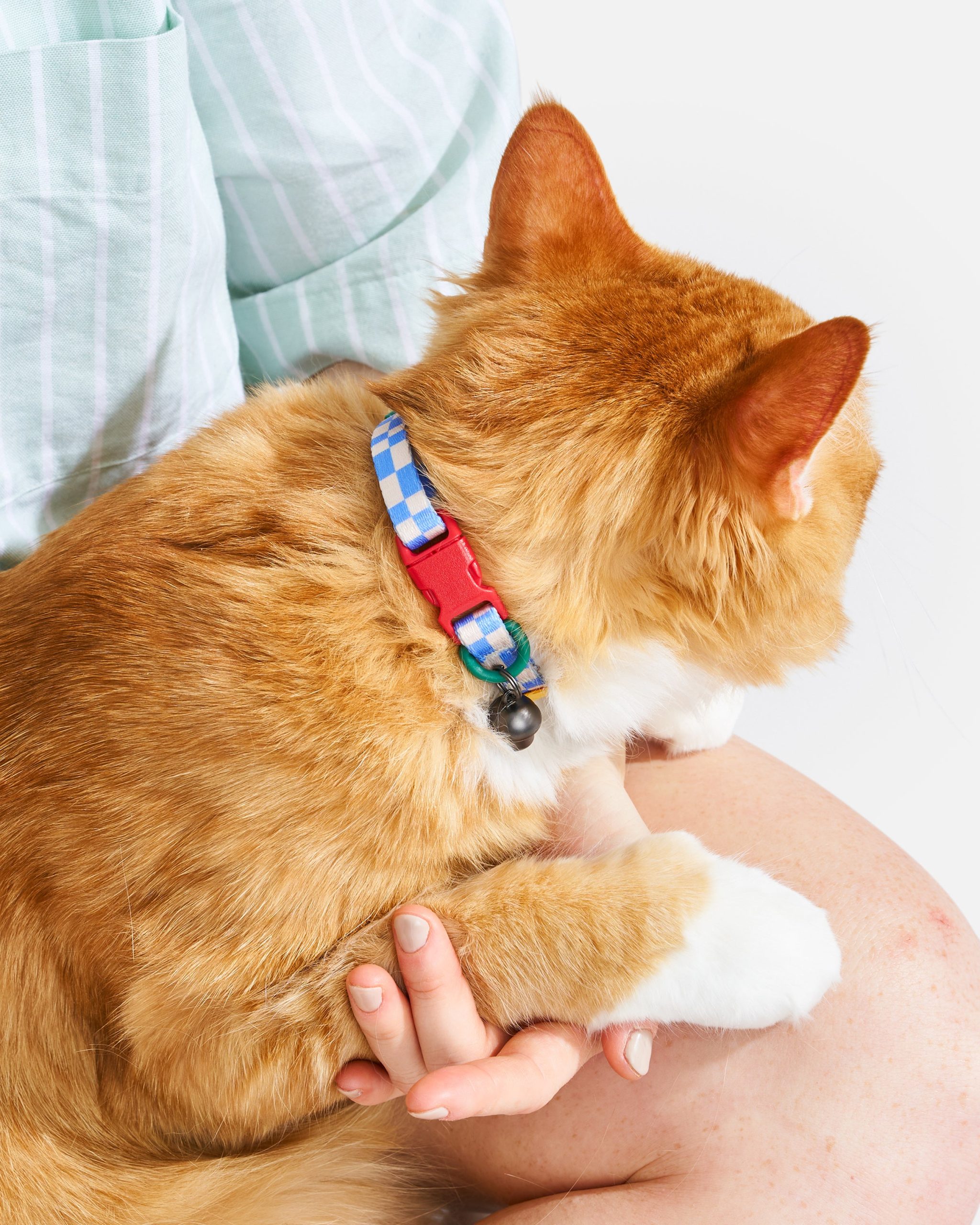 WO_VM_Cat_BreakawayCollar_Retro_OnCat_PDP_06_4x5_Web.jpg