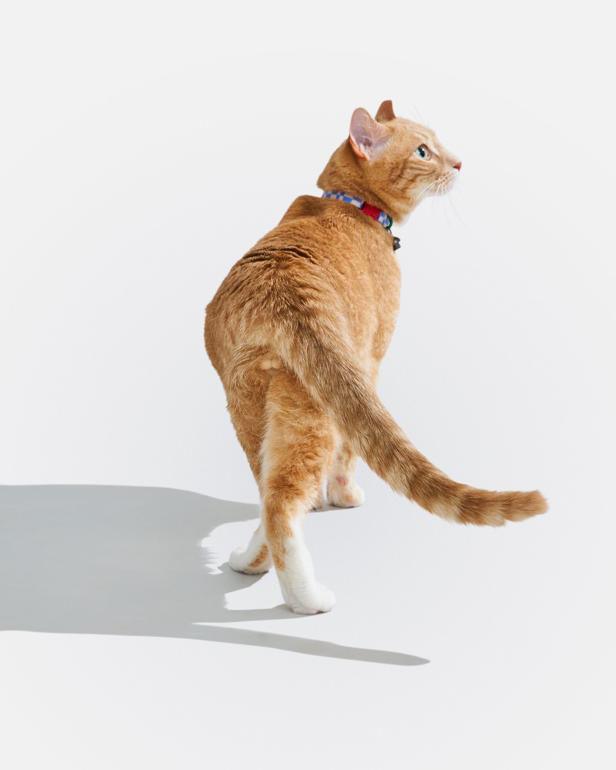 WO_VM_Cat_BreakawayCollar_Retro_OnCat_PDP_08_4x5_Web.jpg