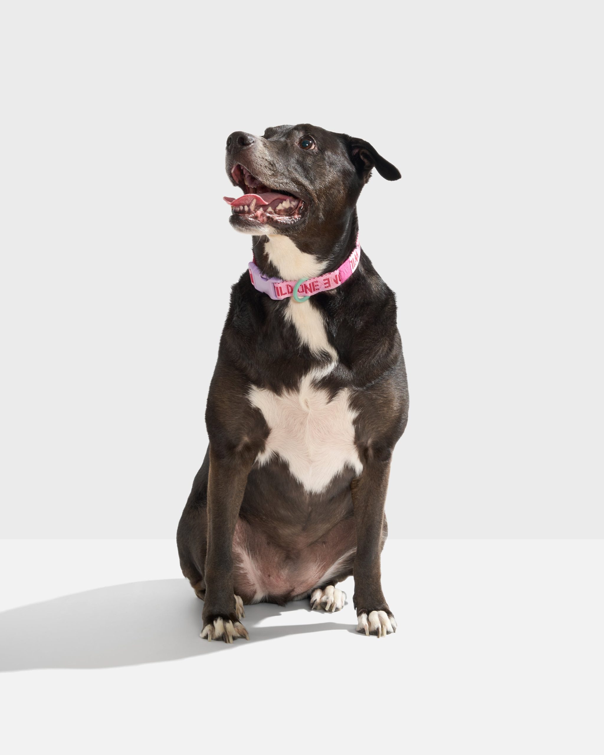WO_VM_QuickReleaseCollar_Air_Bubblegum_L_OnDog_PDP_01_4x5_Web.jpg