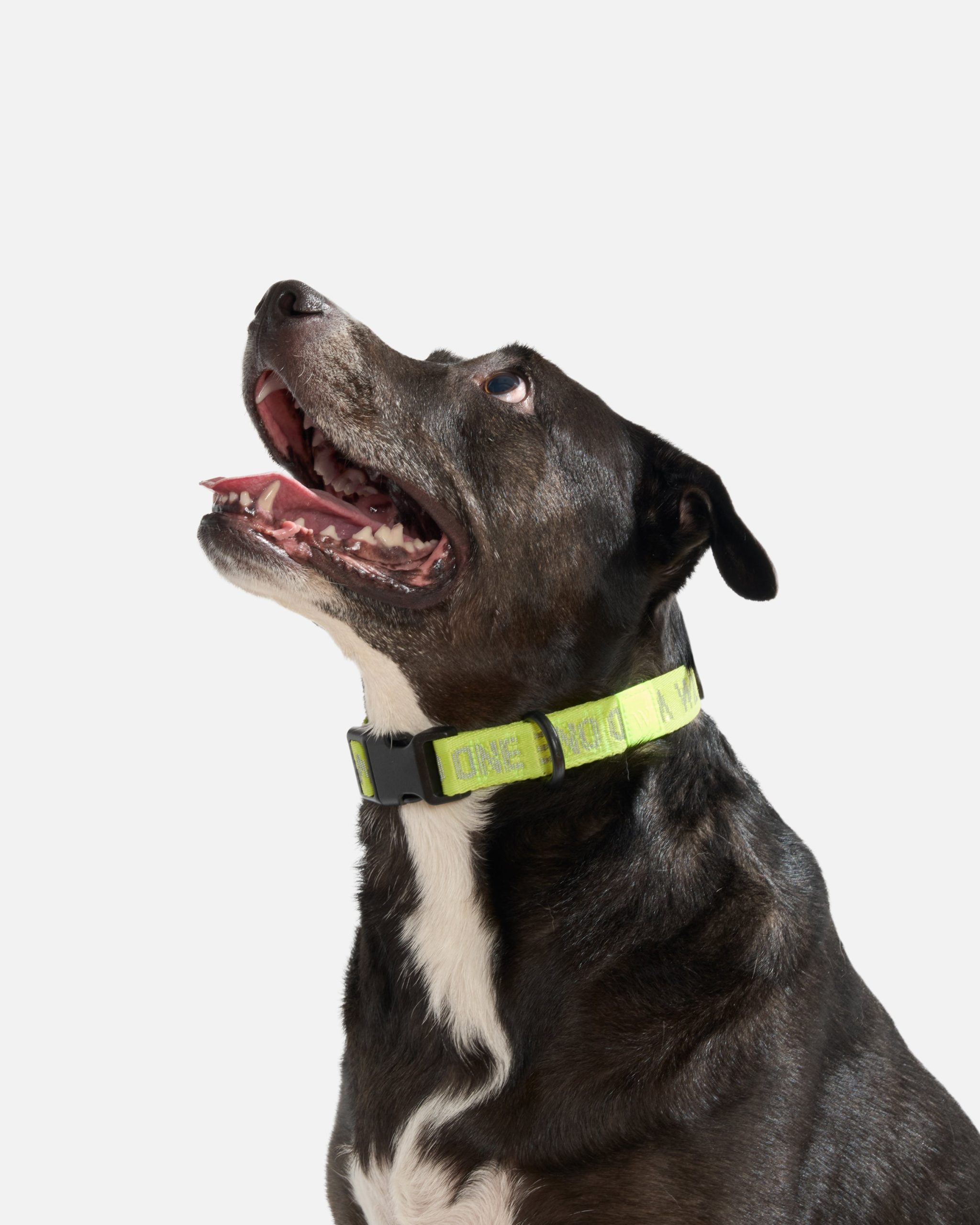 WO_VM_QuickReleaseCollar_Air_LimeadeReflective_L_OnDog_PDP_01_4x5_Web.jpg