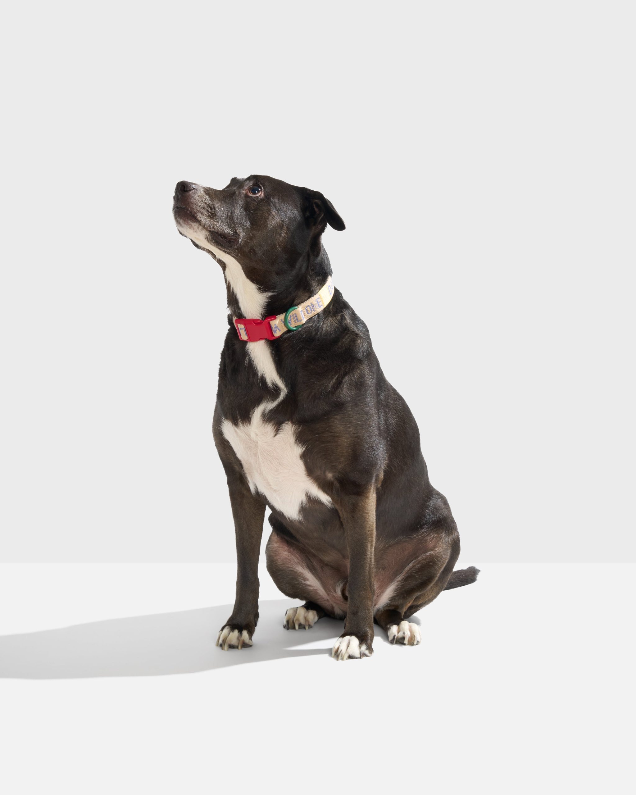 WO_VM_QuickReleaseCollar_Air_Retro_L_OnDog_PDP_01_4x5_Print.jpg