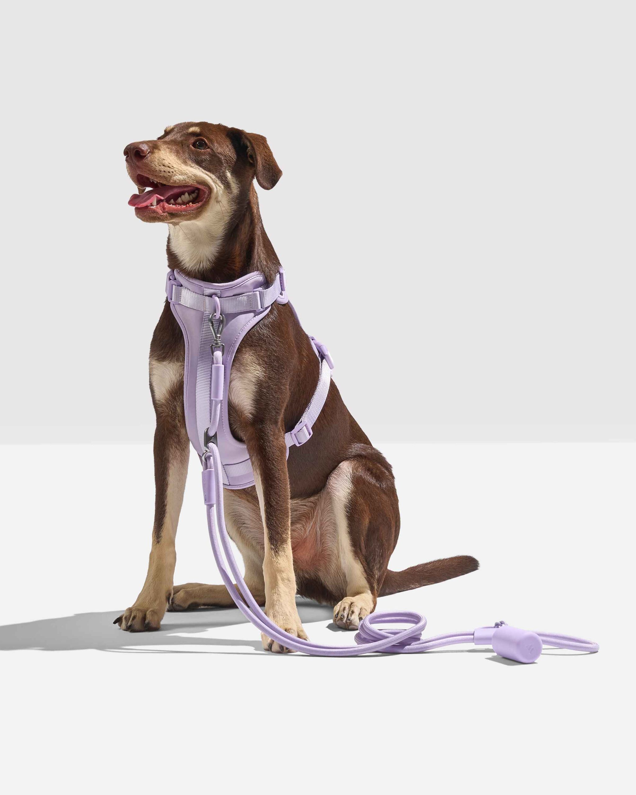 WO_VM_RopeLeash_WalkKitHarness_Lilac_OnDog_PDP_04_4x5_Web.jpg