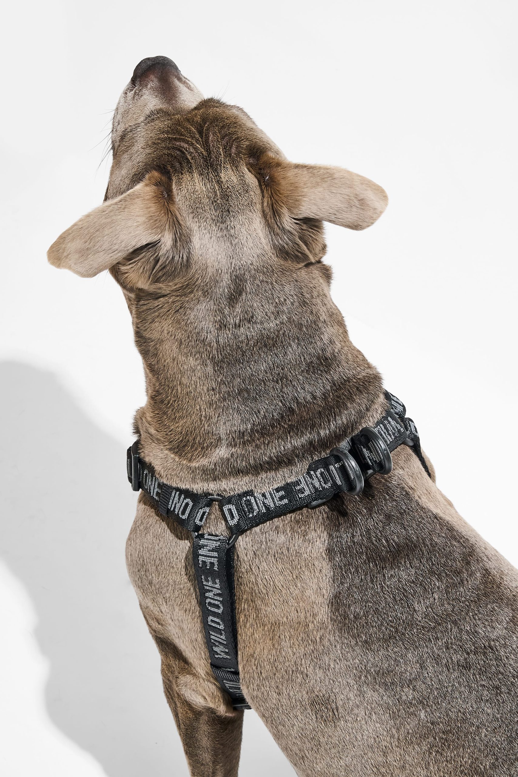 WO_VM_StepInHarness_Black_OnDog_AirCollection_PDP_02_4x5_Web.jpg