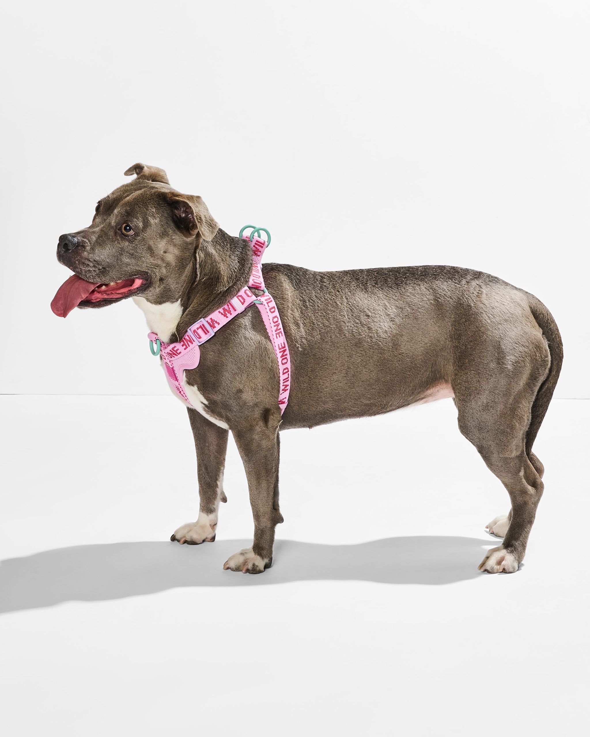 WO_VM_StepInHarness_Bubblegum_OnDog_AirCollection_PDP_03_4x5_Web_1.jpg