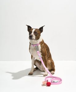 Waterproof Collar + Waterproof Leash Walk Kit