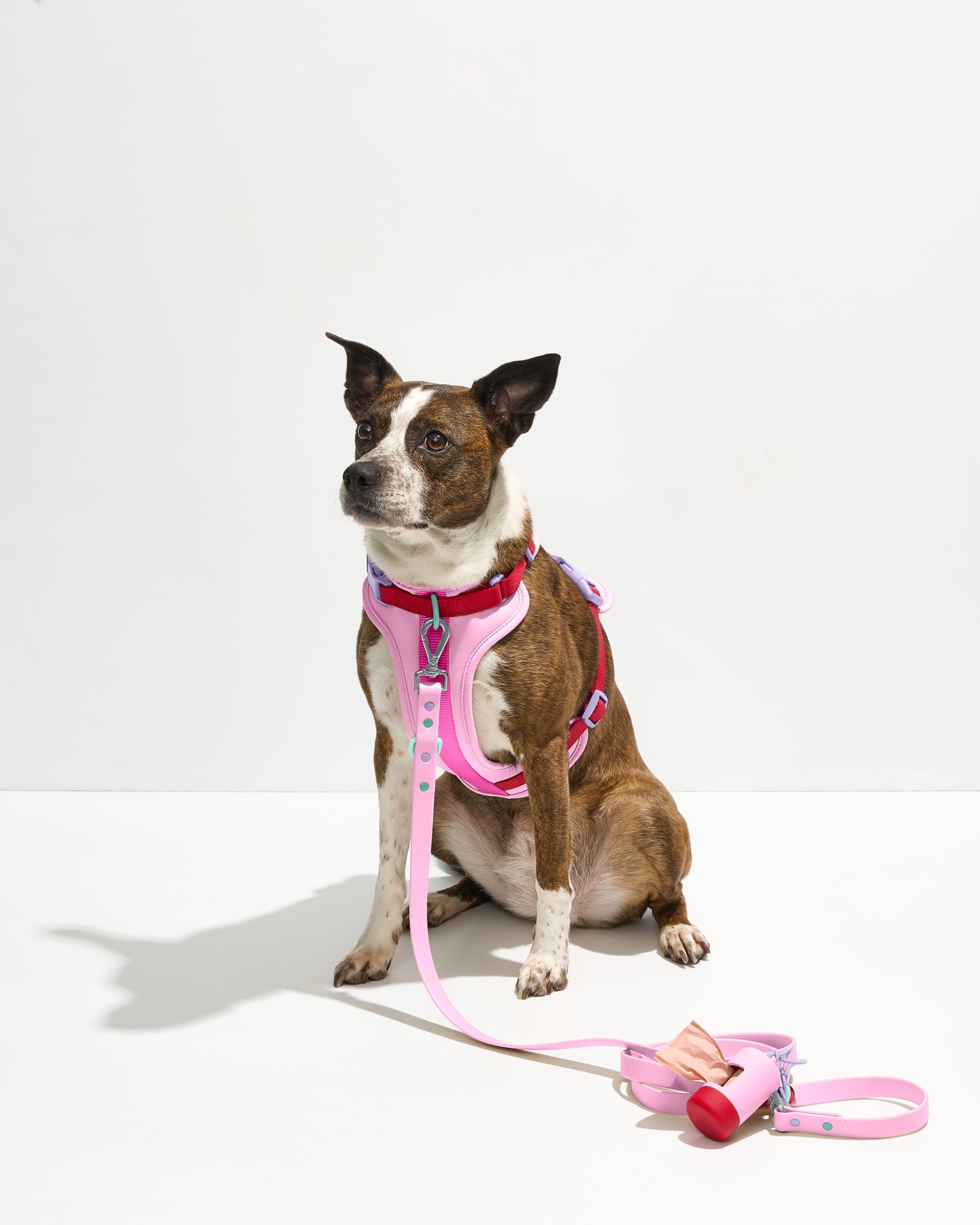 WO_VM_WalkKitHarness_Bubblegum_OnDog_PDP_01_4x5_Web_1.jpg