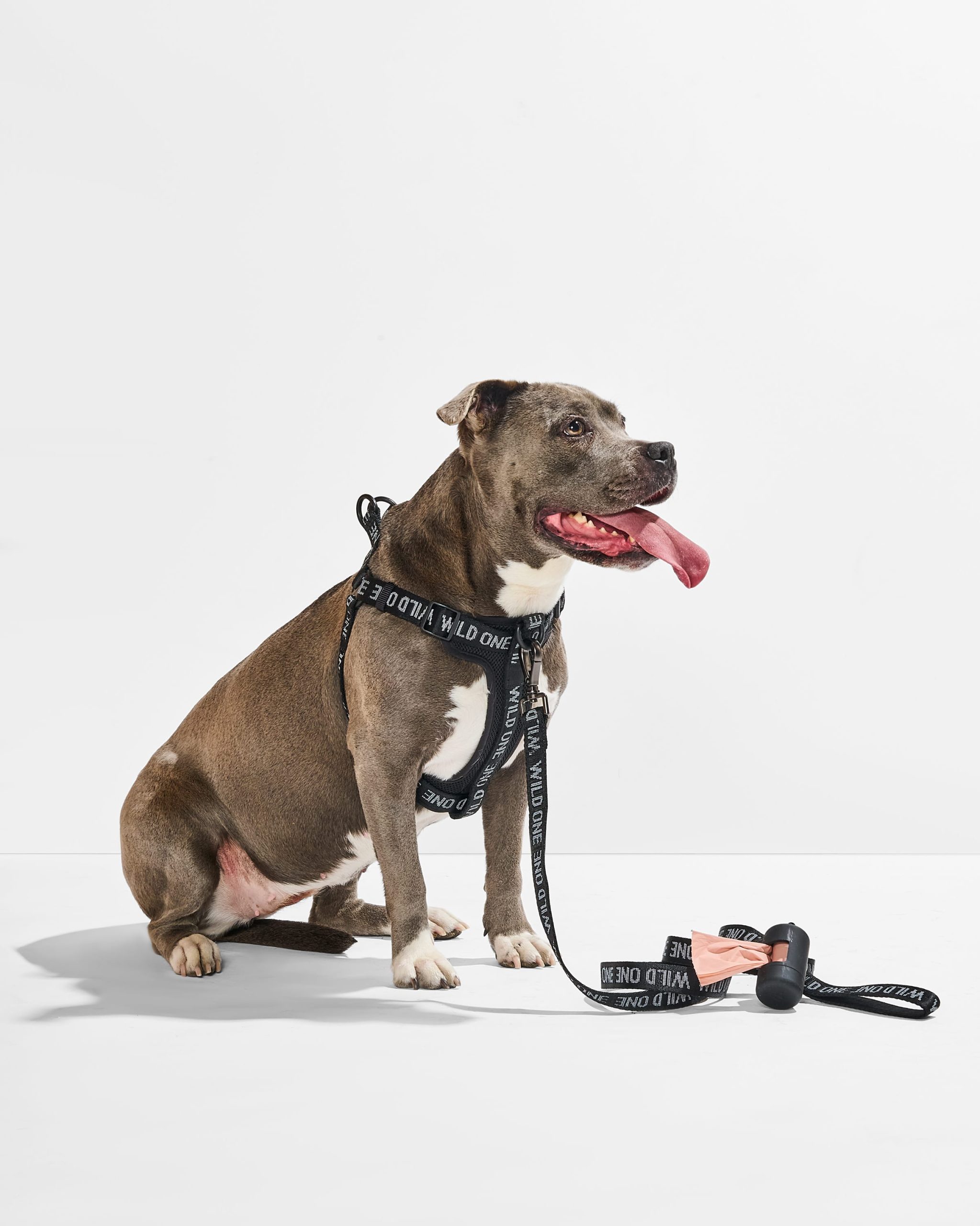 WO_VM_WalkKitStepInHarness_Black_OnDog_AirCollection_PDP_04_4x5_Web.jpg