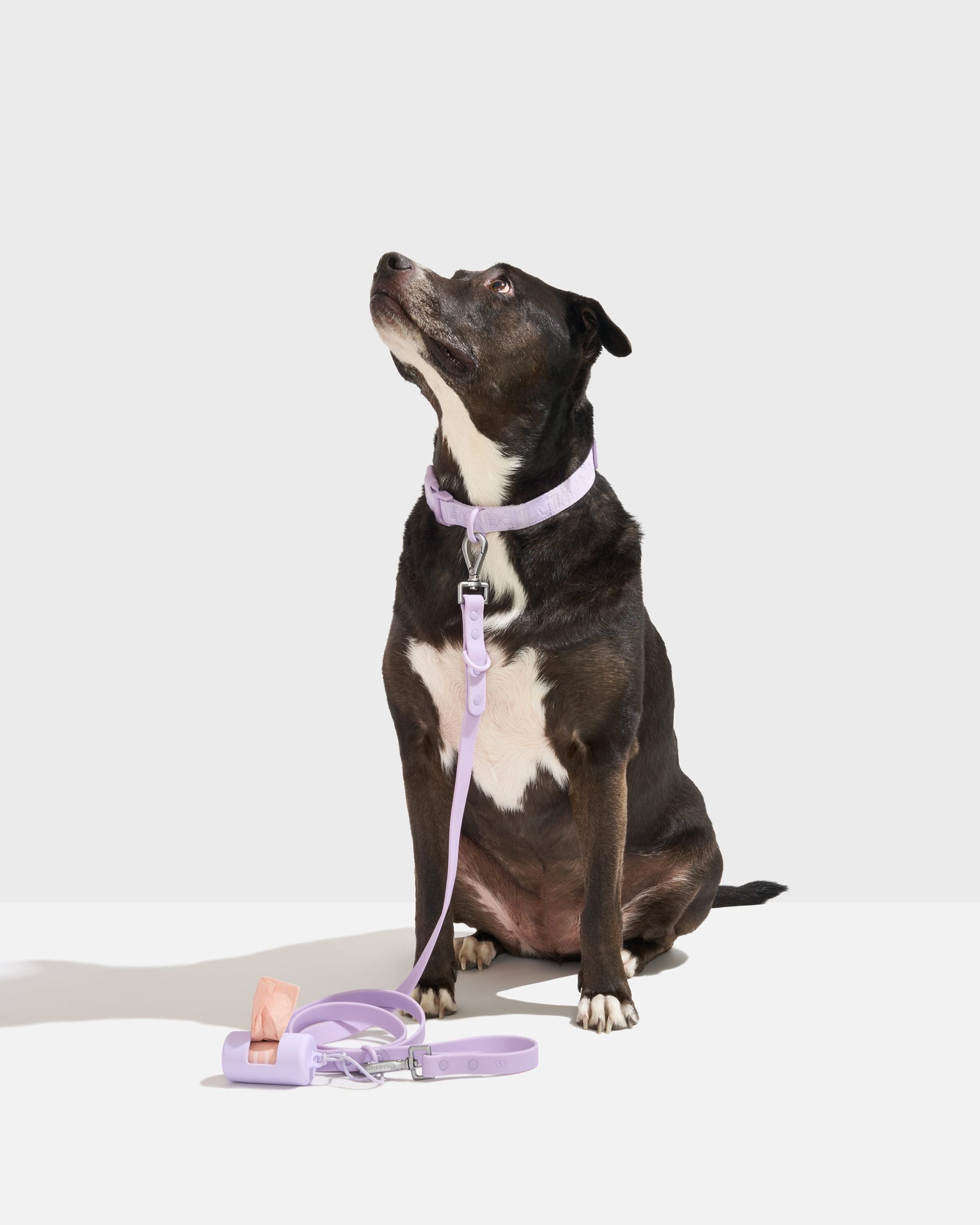 WO_VM_WalkKit_AirCollar_ClassicLeash_Lilac_L_Dog_PDP_01_4x5_Web.jpg